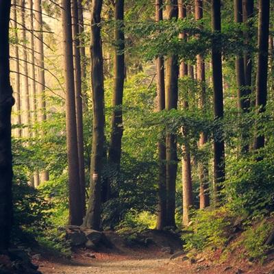 幻剑修仙官方正版下载
