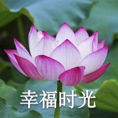 新妖姬三国破解版下载